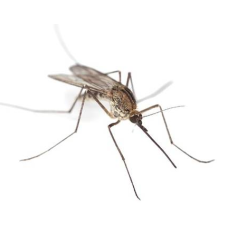 Знищення комарів