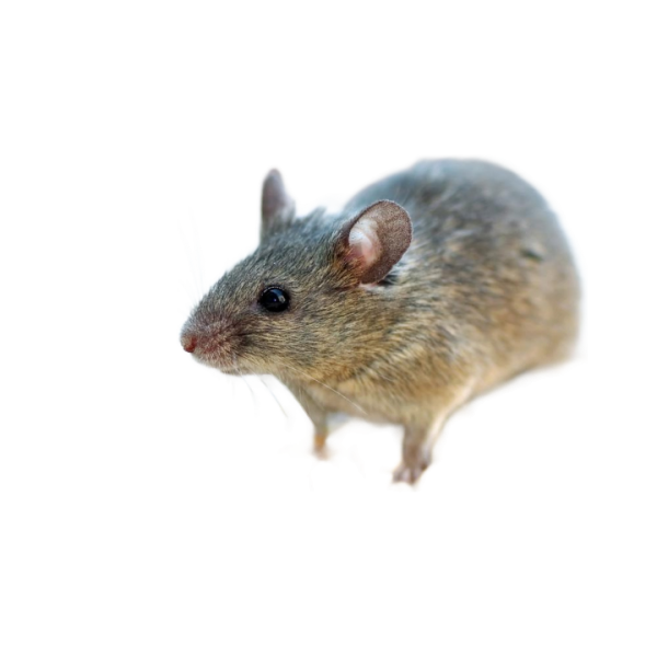 Знищення мишей